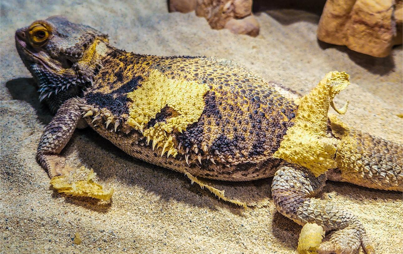 Helping Your Reptile Shine: Shedding Tips for a Healthy Skin Renewal