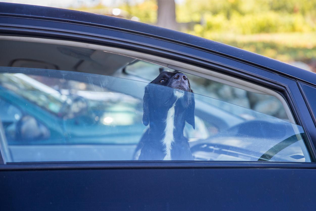 The Dangers of Leaving Pets in Hot Cars