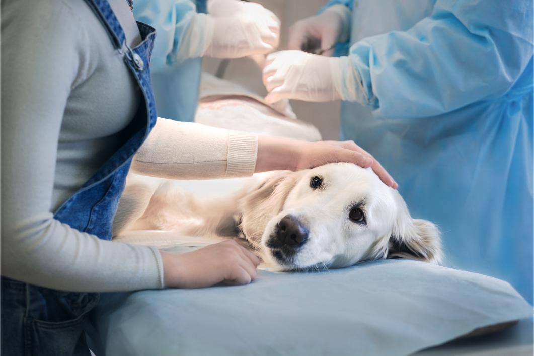 All About Veterinary Laser Surgery