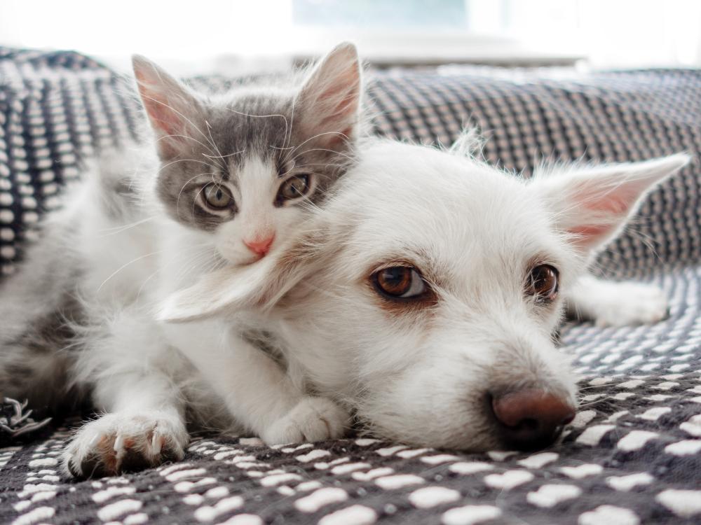 Debunking Common Pet Myths