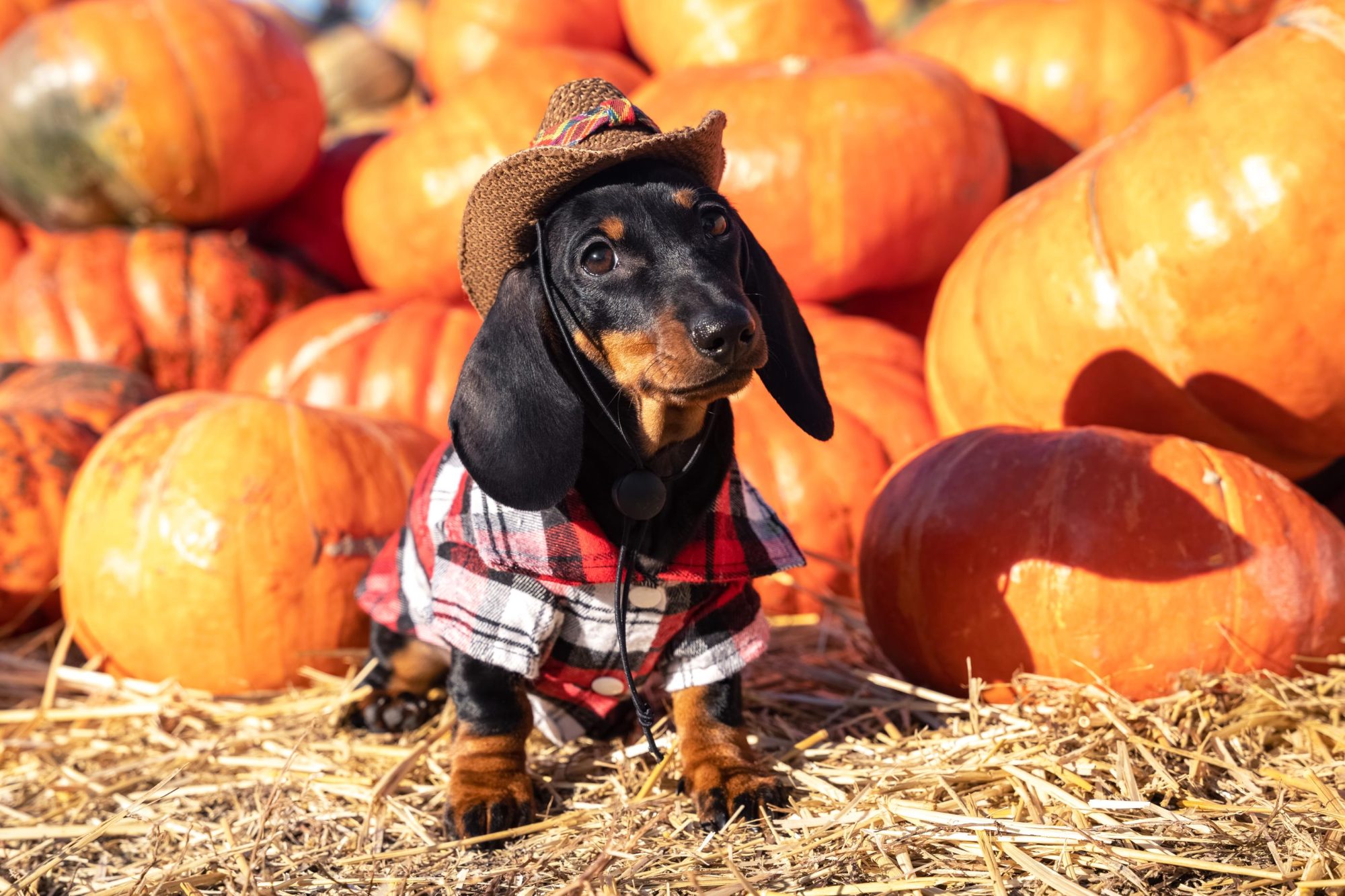 Halloween Safety Tips for Pets