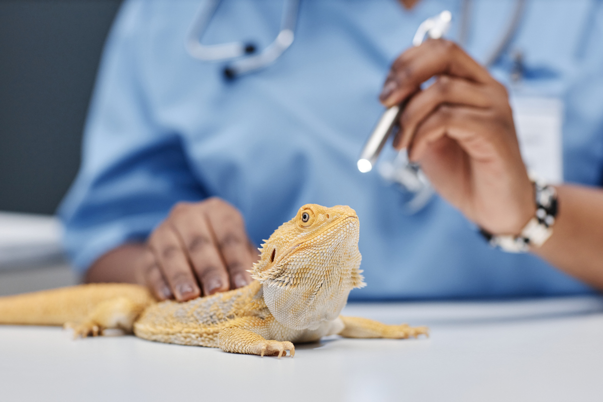 Preparing Your Exotic Pet for the New Year: Health Checkups and Preventive Care