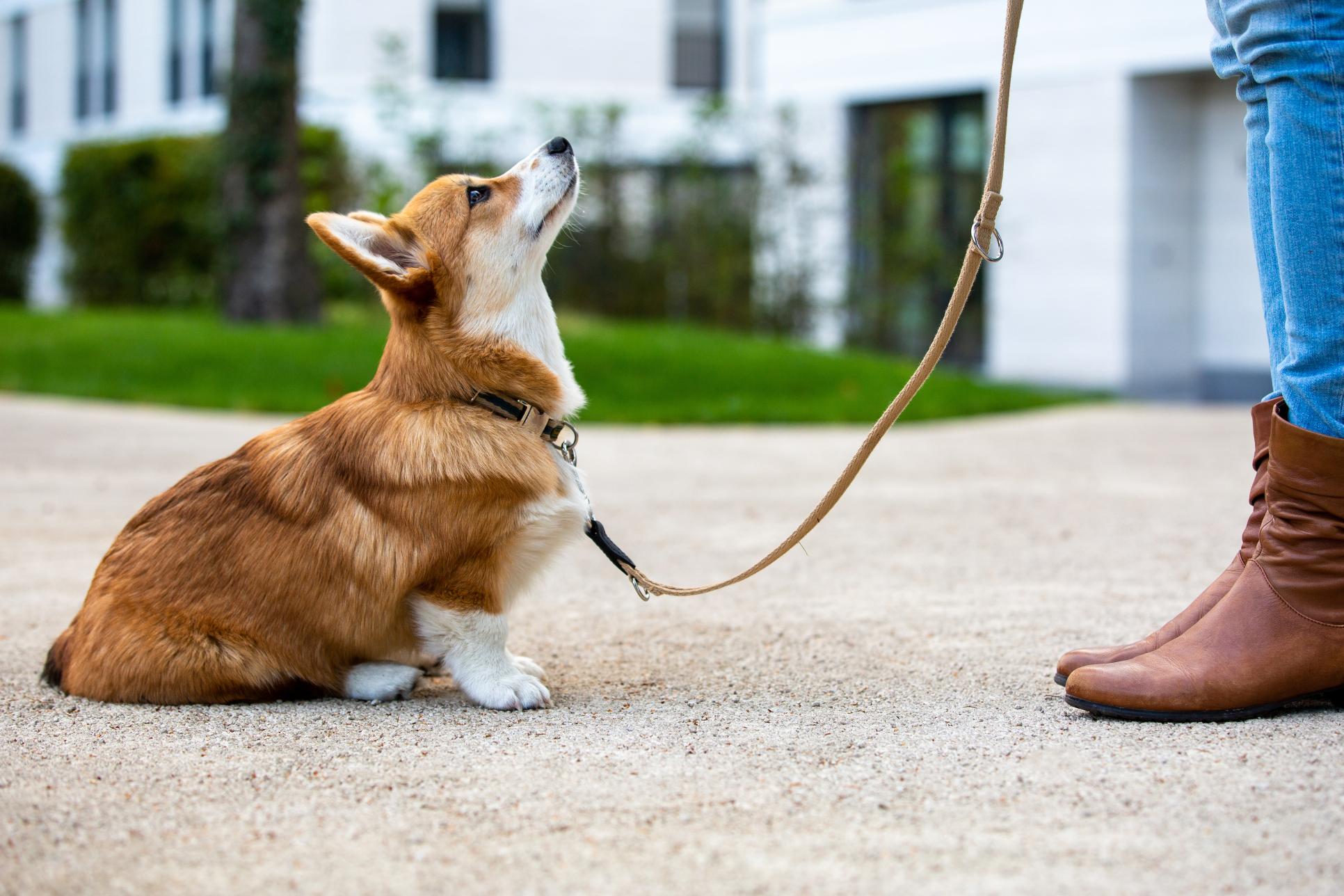 Tips on Basic Training and Obedience