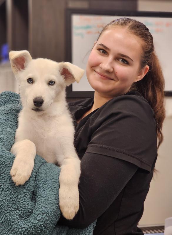 Mali , Veterinary Assistant